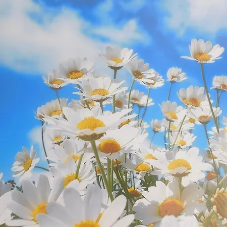 شقة Casa Happybella