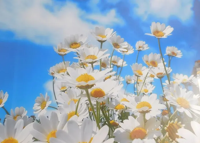 Daire Casa Happybella